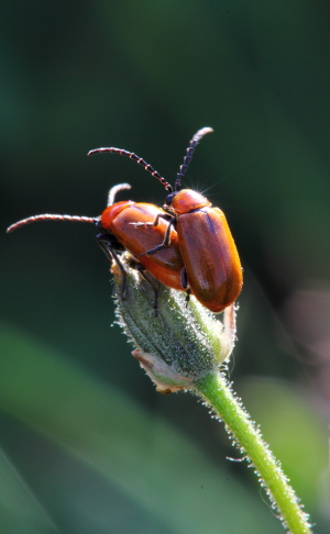 Exosoma lusitanicum - Chrysomelidae